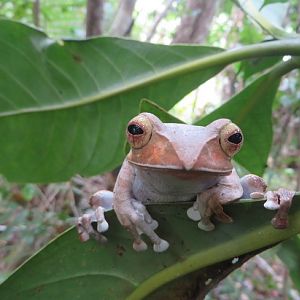 Boophis madagascariensis