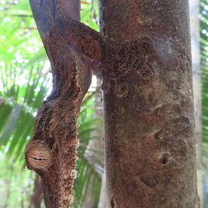Uroplatus fimbriatus