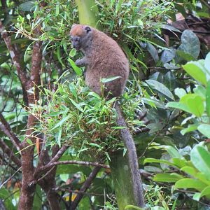 Grey bamboo lemur