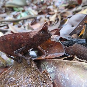 Brookesia superciliaris