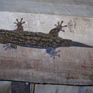 Geckolepsis typica