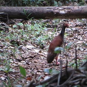 Madagascar crested ibis
