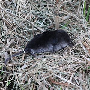 Dead Shrew ID please