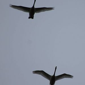 Flying swans