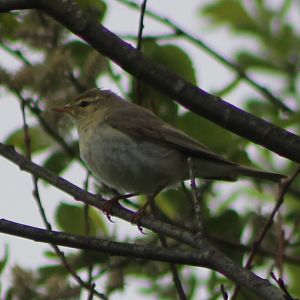 Willow warbler - Phylloscopus trochilus