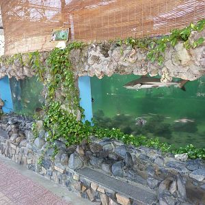 Shark pool underwater viewing, May 2013.