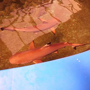 Blacktip reef sharks, May 2013.