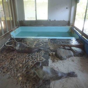 Spotted seal enclosure, May 2013.