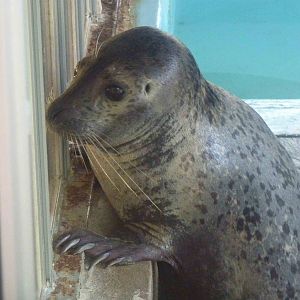 Spotted seal, May 2013.