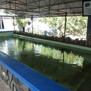 Turtle tank, May 2013.