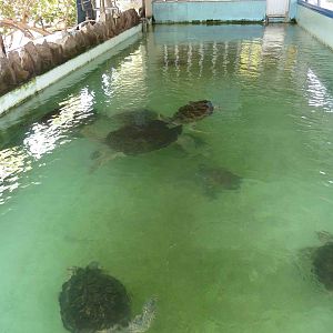 Sea turtles, May 2013.