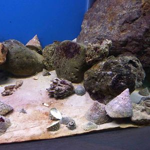 Topshell tank, May 2013.