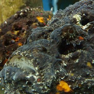 Stonefish, May 2013.