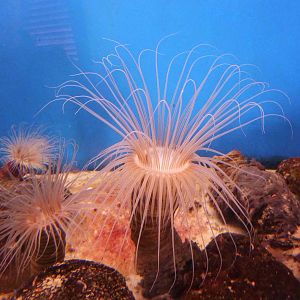 Tube anemones, May 2013.
