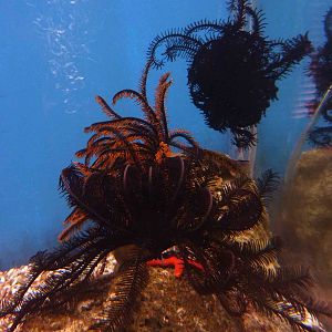 Feather stars, May 2013.