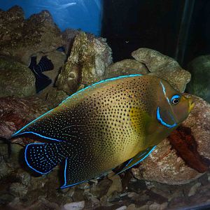 Koran angelfish, May 2013.