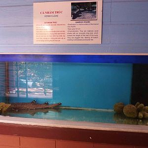 Bambooshark tank, May 2013.