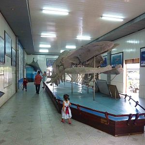 Marine mammal museum hall, May 2013.