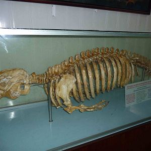 Dugong skeleton, May 2013.