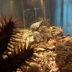 Marine invertebrate tank, May 2013.