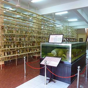 Dugong in the spirit room, May 2013.