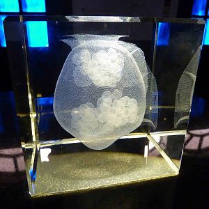 3D laser plankton engraving, May 2013.