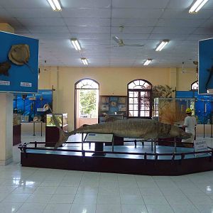 Whale shark specimen, May 2013.