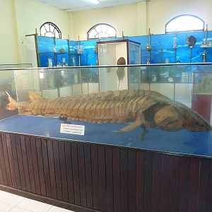 Large Chinese sturgeon, May 2013.