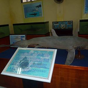 Thresher shark in the 'preserved sharks' sideroom, May 2013.