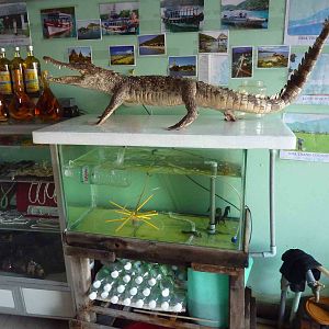 Live seahorses, stuffed crocodiles and bits, May 2013.