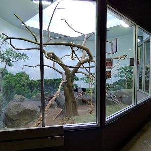 Turkey Vulutres in the Primate Building