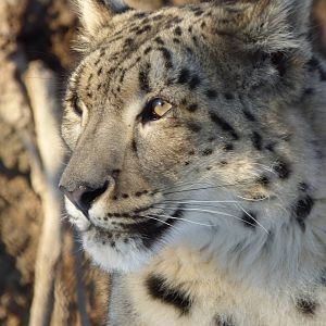 Snow Leopard
