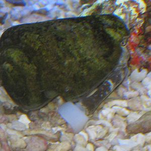 Strombus sp. (labelled as cone shells)