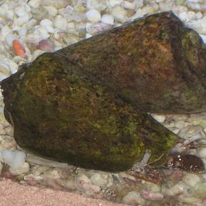 Strombus sp. (labelled as cone shells)