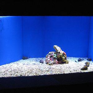 tank for Strombus sp. (labelled as cone shells)