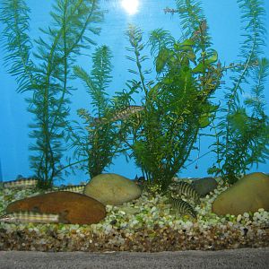 Chinese loaches (Botia superciliaris)