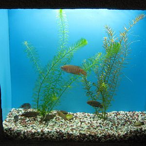 Paradise fish (Macropodus opercularis)