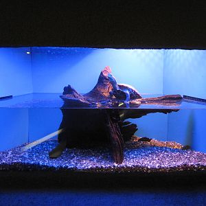 Reeves turtle (Chinemys reevesi)