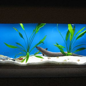 marbled eel (Anguilla marmorata)