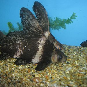 Chinese suckers (Myxocyprinus asiaticus)