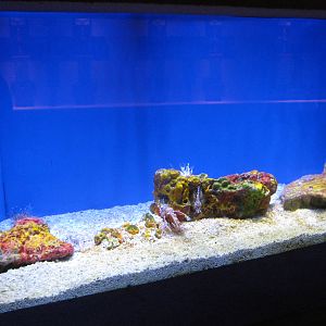 lionfish tank