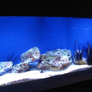 long-spined sea urchins and shrimpfish