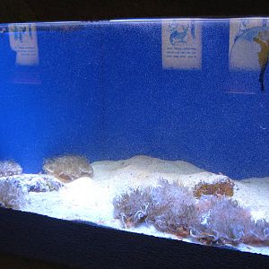 upside-down jellyfish (Cassiopea sp)