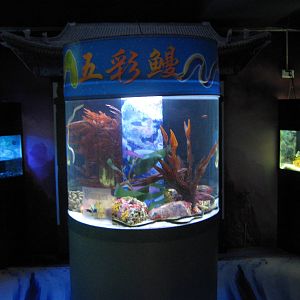 tank for ribbon morays (Rhinomuraena quaesita)