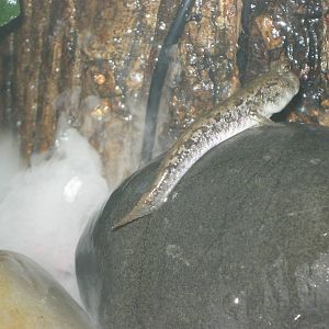mudskipper (Periophthalmus sp.)