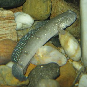 green-spotted goby (Acentrogobius viridipunctatus)