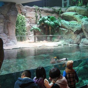 tank for Chinese alligators (Alligator sinensis)