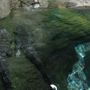 Chinese alligators (Alligator sinensis)
