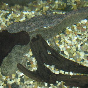 Chinese giant salamanders (Andrias davidianus)