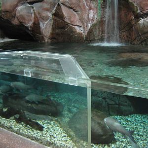 tank for carp and giant salamanders